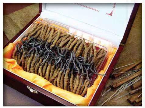 泉山冬虫夏草回收